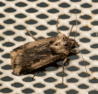 Granulate cutworm (Subterranean Dart Moth) - Feltia subterranea