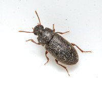 Darkling Beetle - Blapstinus sp.