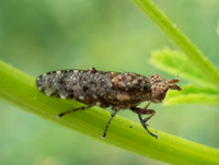 Marsh fly - Dictya sp.
