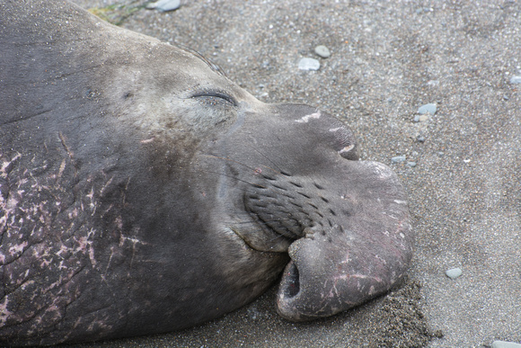 Elephant seal(northern) - Mirounga angustirostris