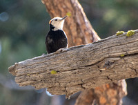White-headed Woodpecker - Dryobates albolarvatus