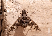 Bee fly 5 - Xenox habrosus