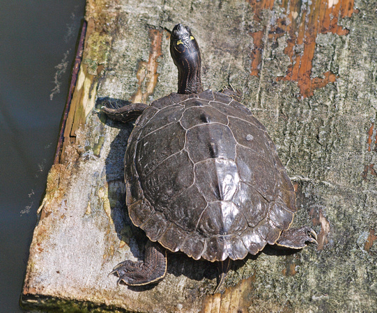 False map turtle - Graptemys pseudogeographica