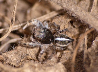 Jumping Spider 8 - Habronattus elegans