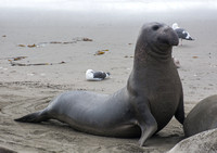 Elephant seal(northern) - Mirounga angustirostris