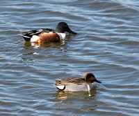 Green-winged Teal - Anas crecca and Northern Shoveler - Anas clypeata