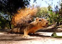 Eastern fox squirrel  - Sciurus niger