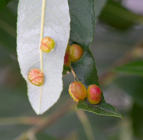 Willow Apple Gall Sawfly - Pontania californica