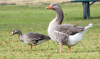 Greater white-fronted Goose - Anser albifrons with Greylag Goose - Anser anser