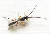 Ichneumon wasp - Unidentified sp. Subfamily Campopleginae