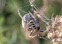 Orb weaver - Araneus andrewsi
