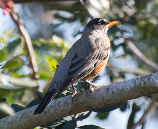 American Robin - Turdus migratorius