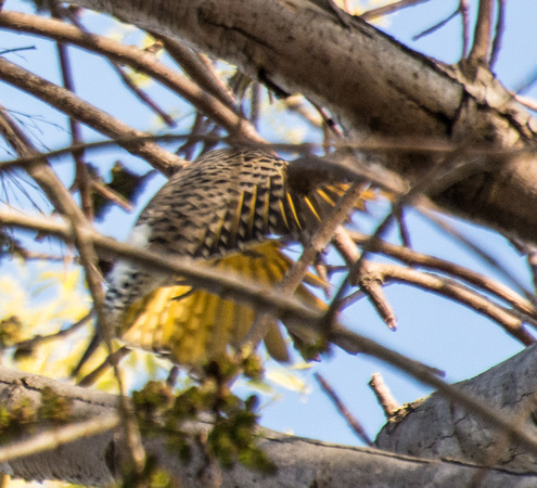 Northern Flicker (yellow shafted) - Colaptes auratus