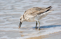 Red Knot - Calidris canutus eating Gould Beanclam - Donax gouldii