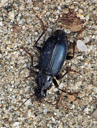 Ground beetle - Laemostenus complanatus
