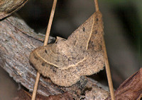 Geometrid moth - Digrammia irrorata