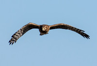 Northern Harrier - Circus hudsonius