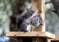 Western Gray Squirrel - Sciurus griseus