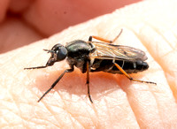 Stiletto fly - Ozodiceromyia sp. (O. nigrimana?)