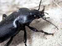 Ground beetle - Calosoma sp.