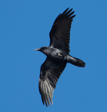 Common Raven - Corvus corax, San Pedro