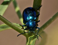 Cobalt milkweed beetle - Chrysochus cobaltinus