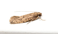 Burrowing webworm moth - Amydria sp.