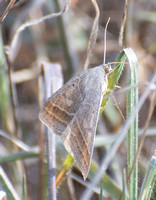Erebid moth - Caenurgia togataria