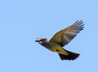 Cassin's Kingbird - Tyrannus vociferans