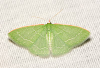 Wavy-lined emerald moth- Synchlora sp.