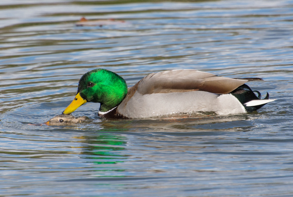 Mallard Duck - Anas platyrhynchos (male and female)