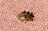 Alfalfa Weevil - Hypera postica