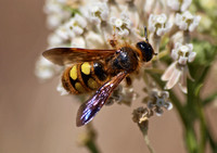 Scoliid wasp - Crioscolia alcione