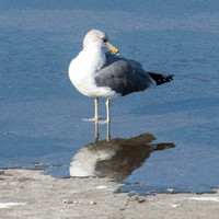 California Gull - Larus californicus (or hybrid)