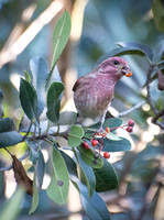 Purple Finch - Haemorhous purpureus (male)