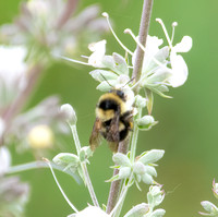 Black-tailed Bumble Bee - Bombus melanopygus