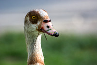 Egyptian Goose - Alopochen aegyptiacus