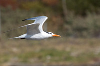 Royal Tern - Thalasseus maximus
