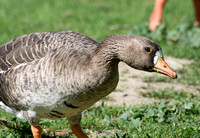 Greater white-fronted Goose - Anser albifrons