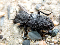 Diabolical ironclad beetle - Phloeodes diabolicus