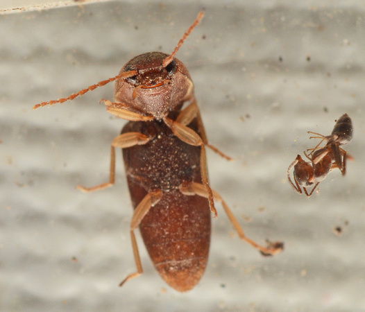 Cick beetle - Conoderus sp.