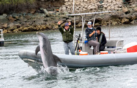 Navy Training Common Bottlenose Dolphin - Tursiops truncatus
