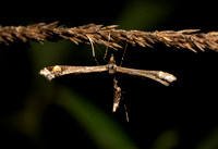 Sage Plume Moth - Anstenoptilia marmarodactyla