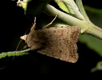 Civil Rustic Moth - Caradrina montana