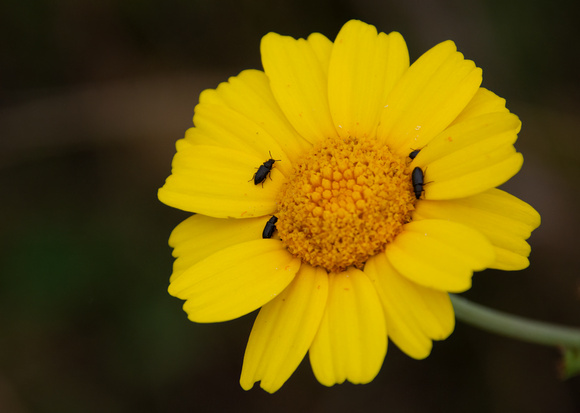 Soft-winged Flower beetle - Unidentified sp.