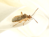 Hyaline grass bug - Liorhyssus hyalinus