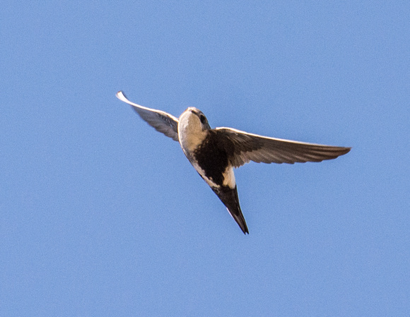 White-throated Swift - Aeronautes saxatalis