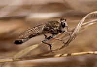 Robber fly - Efferia albibarbis