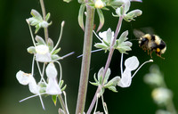Black-tailed Bumble Bee - Bombus melanopygus