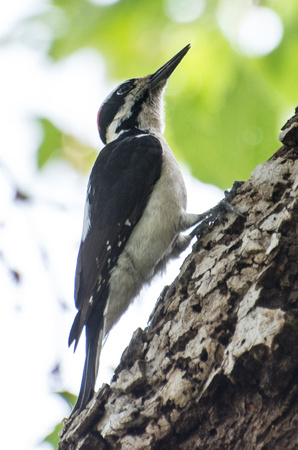 Hairy Woodpecker - Dryobates villosus